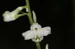 Carolina larkspur